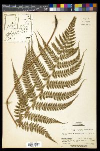 Athyrium otophorum image