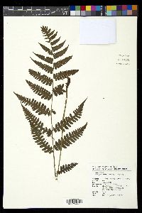 Cornopteris opaca image