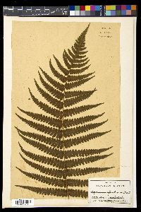 Media resource of Deparia fenzliana
