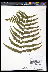 Deparia prolifera image