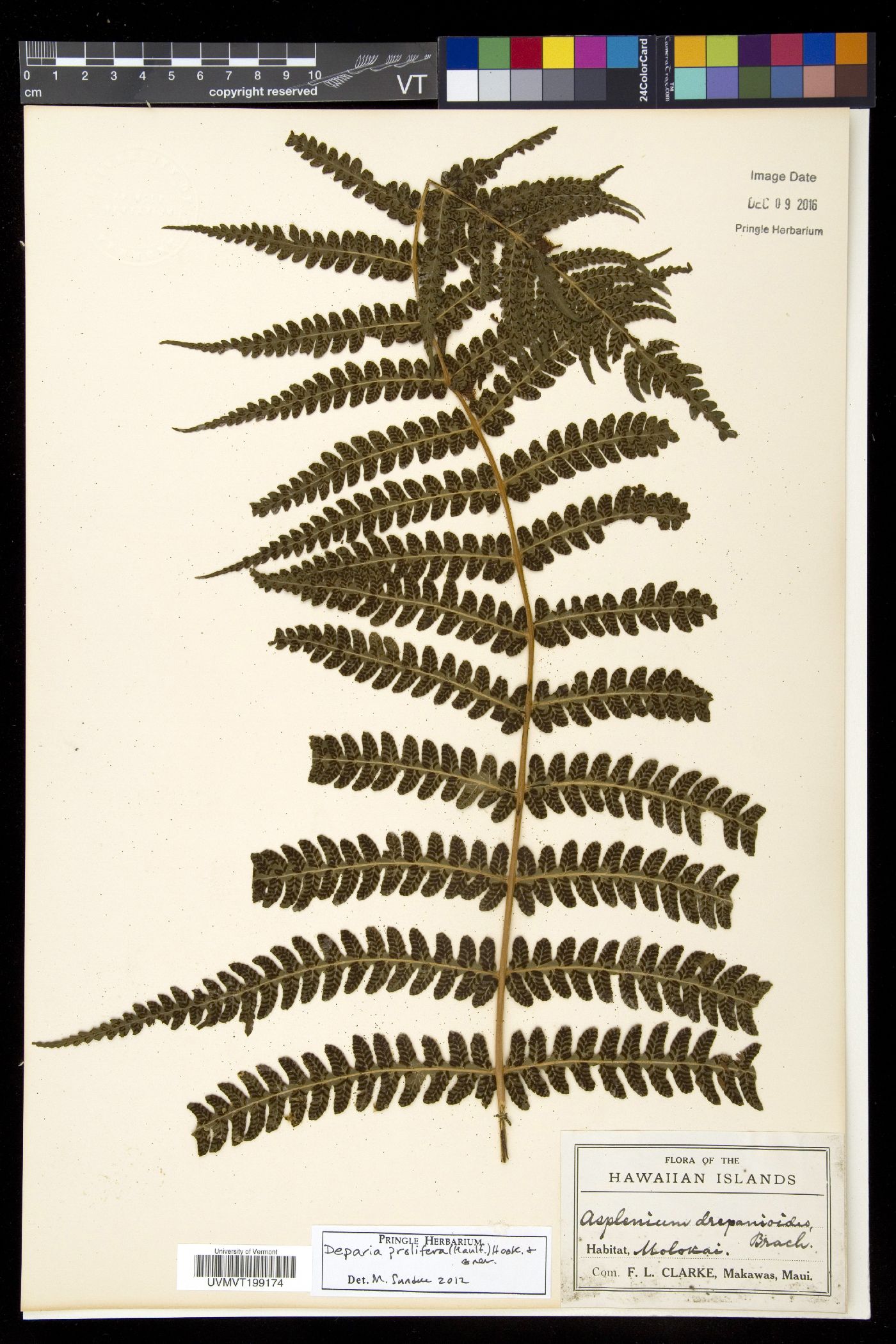Deparia prolifera image