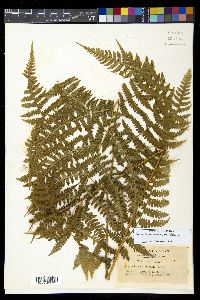Deparia okuboana image
