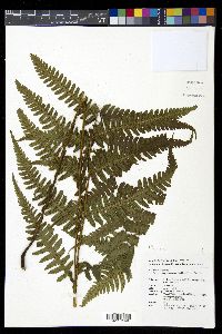 Deparia okuboana image