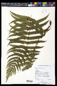Deparia marginalis image