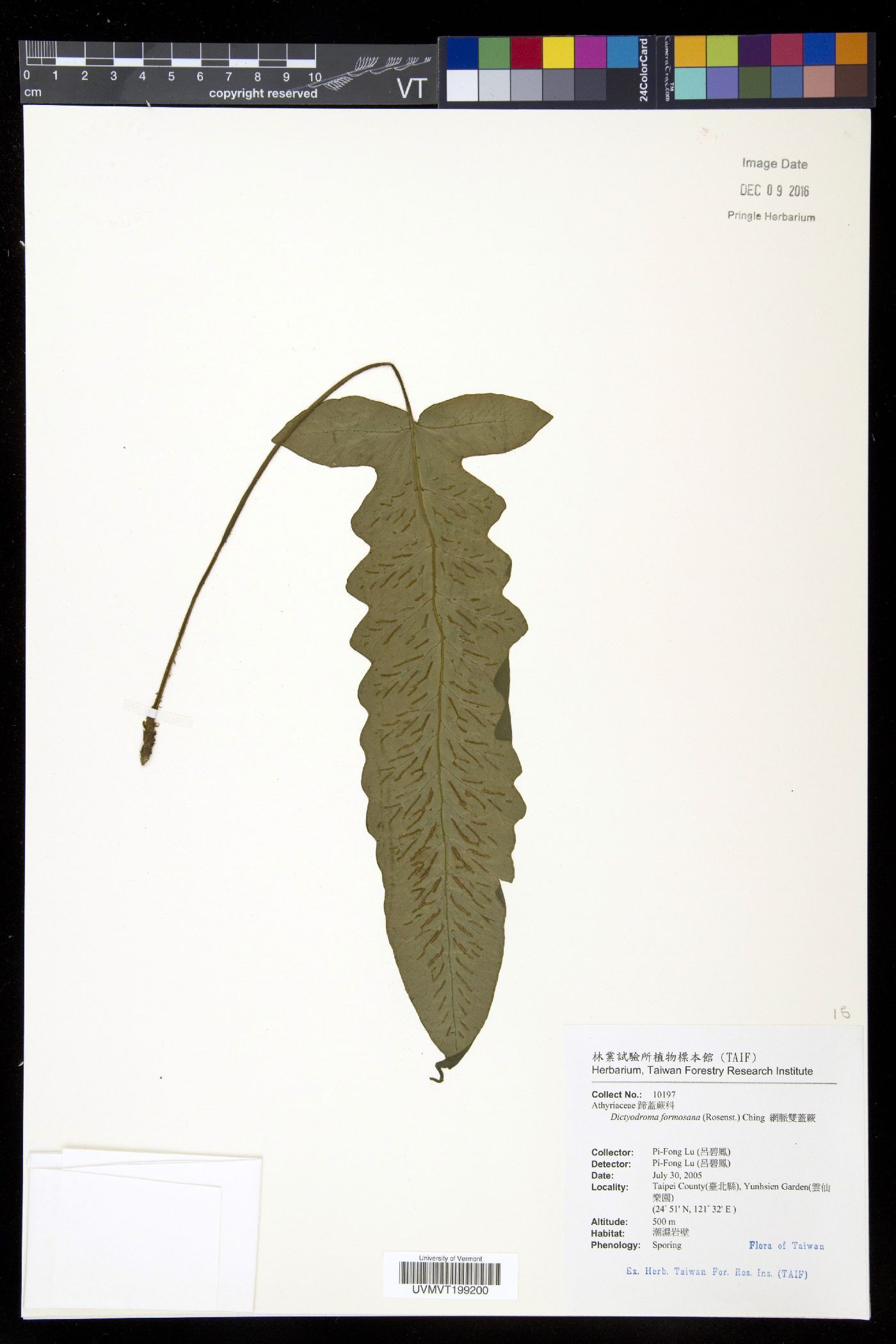 Dictyodroma image