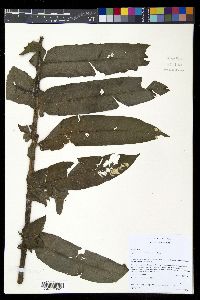 Diplazium atirrense image