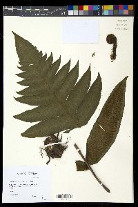 Diplazium atirrense image