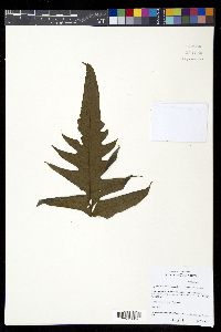 Diplazium atirrense image