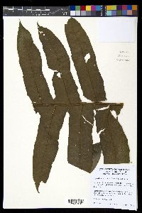 Diplazium atirrense image