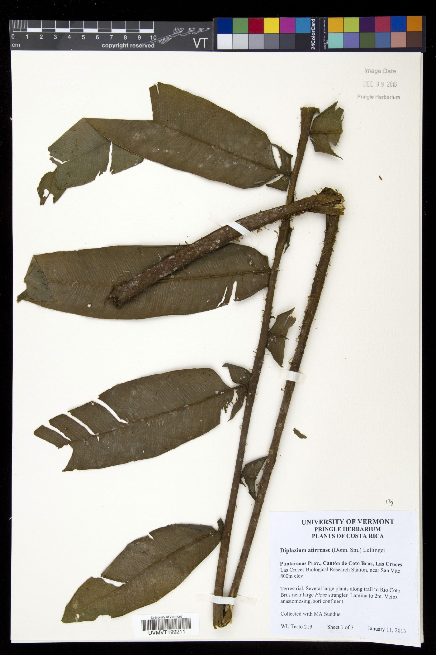 Diplazium atirrense image