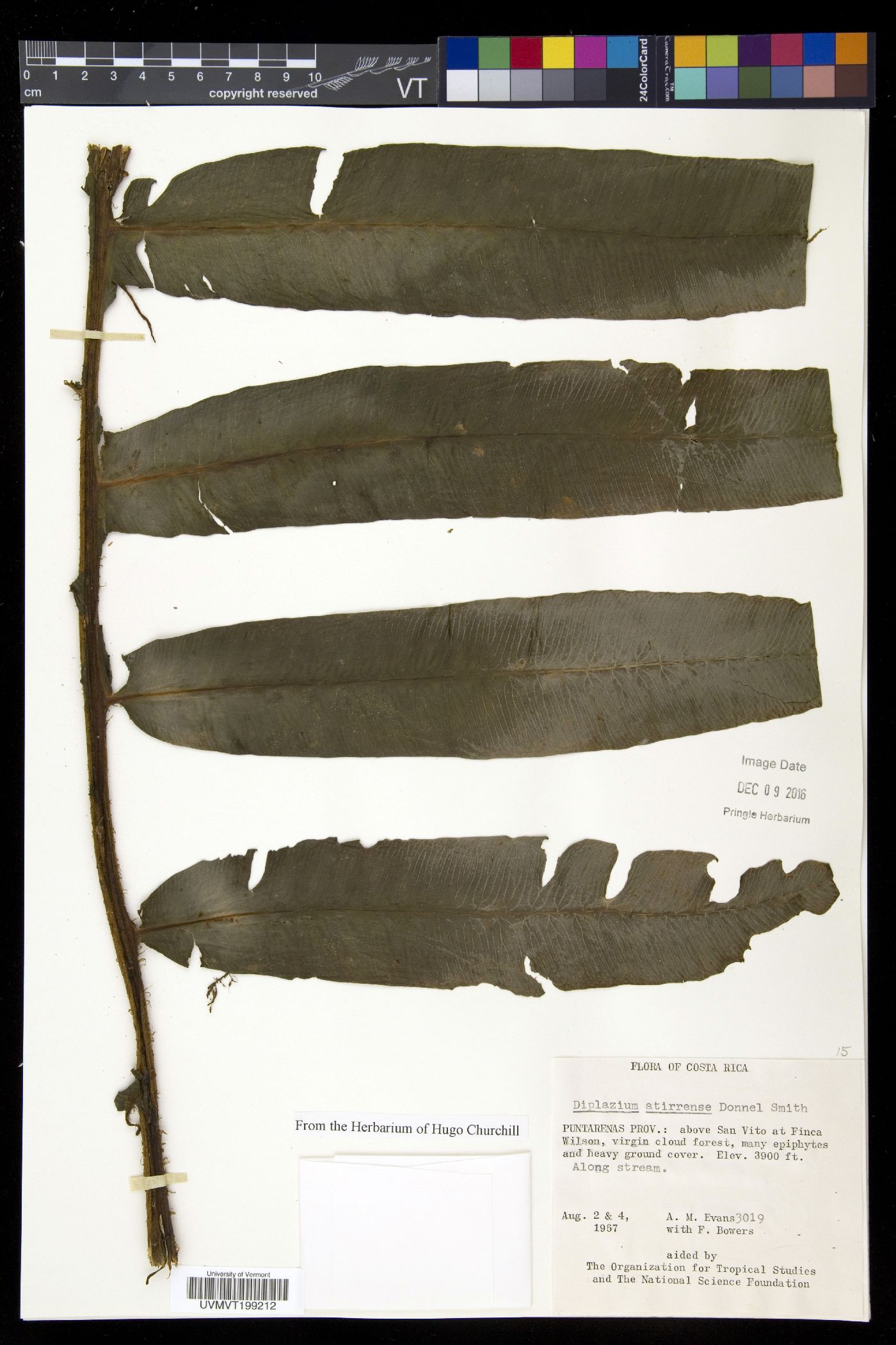 Diplazium atirrense image