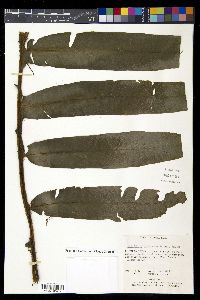Diplazium atirrense image