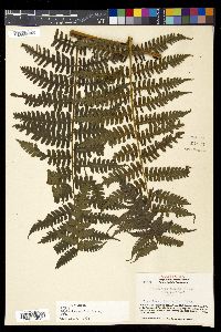 Diplazium hians image