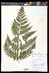 Diplazium altissimum image