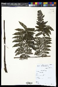 Diplazium alienum image