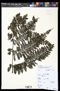 Diplazium alienum image