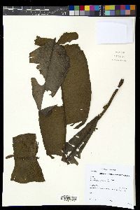 Diplazium aberrans image
