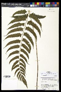 Diplazium cristatum image