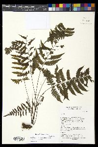 Diplazium cristatum image