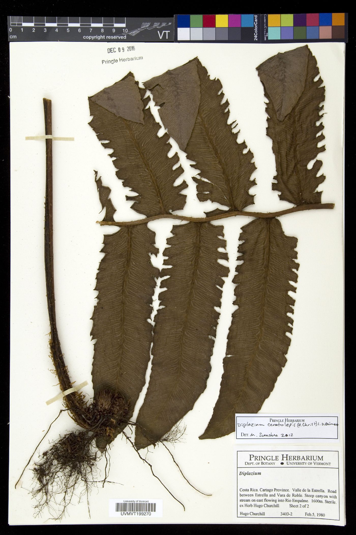 Diplazium ceratolepis image