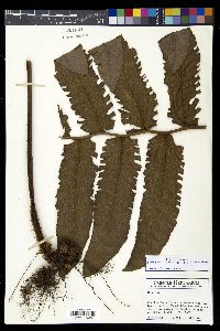 Diplazium ceratolepis image