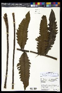 Diplazium ceratolepis image