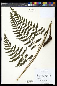 Diplazium donnell-smithii image