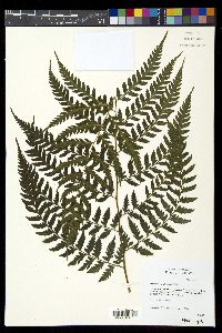 Diplazium donnell-smithii image