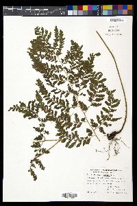 Diplazium donnell-smithii image