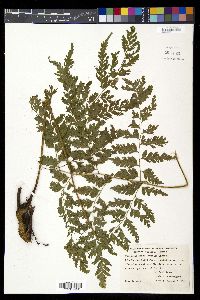 Diplazium donnell-smithii image