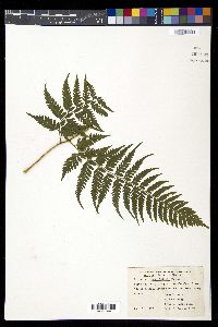 Diplazium donnell-smithii image