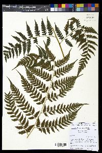 Diplazium donnell-smithii image