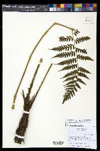Diplazium donnell-smithii image