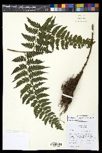 Diplazium donnell-smithii image