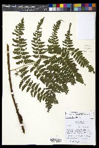 Diplazium donnell-smithii image