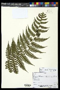 Diplazium diplazioides image