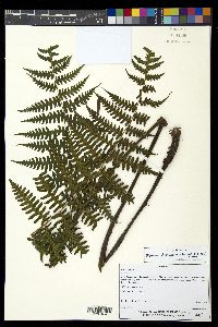 Diplazium diplazioides image