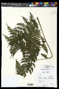 Diplazium diplazioides image