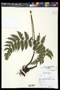 Diplazium diplazioides image