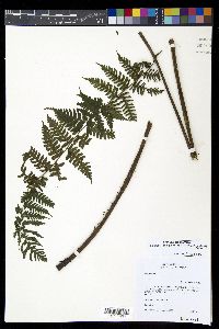 Diplazium diplazioides image