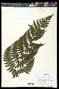 Diplazium diplazioides image