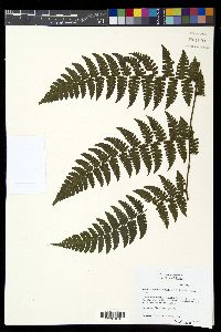 Diplazium diplazioides image