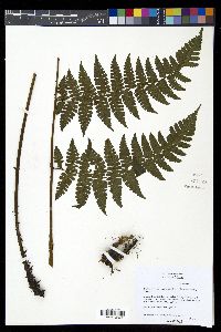 Diplazium diplazioides image