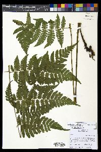Diplazium diplazioides image