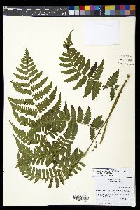 Diplazium diplazioides image