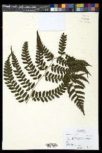 Diplazium franconis image