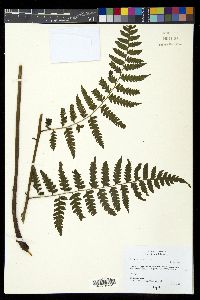 Diplazium franconis image