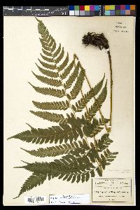 Diplazium franconis image