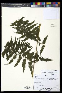 Diplazium franconis image