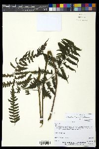 Diplazium franconis image